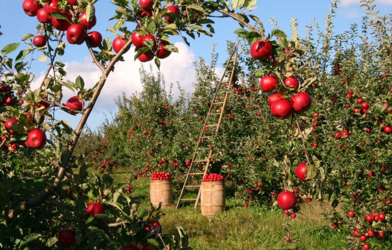 Objevte kouzlo poetického Českomoravského pomezí