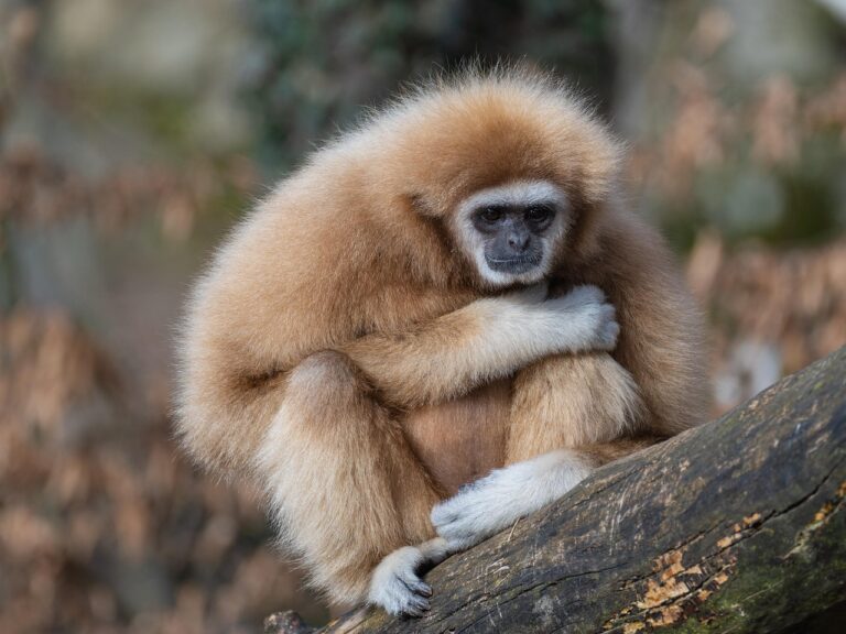 Brněnská zoo přivítá jeleny milu v unikátní expozici s lávkou