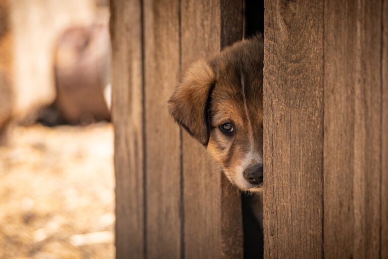 Tajemství za zdmi útulku Bouchalka: Policie a veterináři vyšetřují možné týrání zvířat