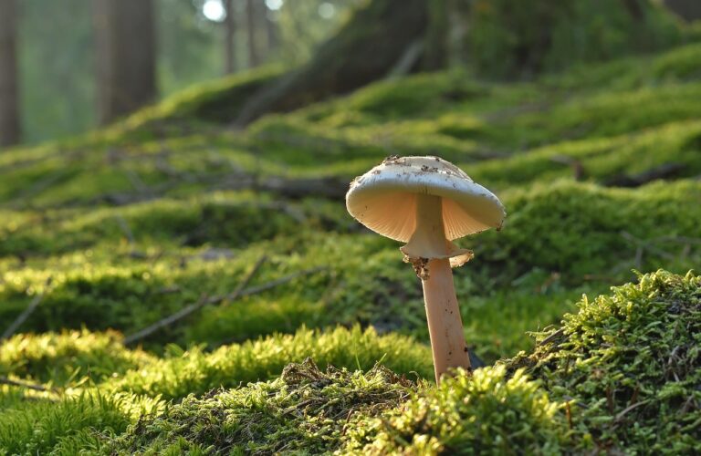 Čeští a slovenští vědci objevili ‚houby Galapágy‘ v evropských lesích
