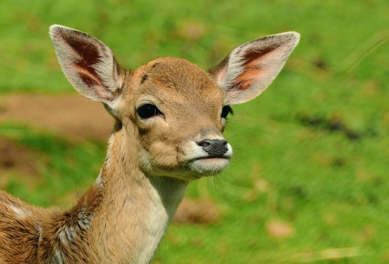 Olomoucká zoo se pyšní novými přírůstky vzácného jelena siky vietnamského